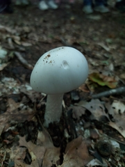 Amanita virosa