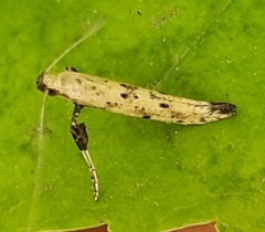 Caloptilia populetorum