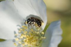 Halictus tripartitus