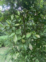 Synsepalum dulcificum