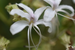 Tapinoma melanocephalum