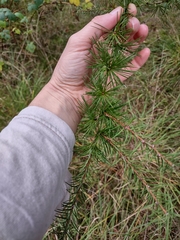Larix decidua