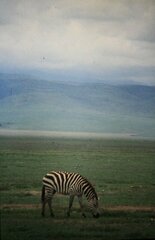 Equus quagga