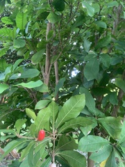 Synsepalum dulcificum