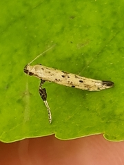 Caloptilia populetorum