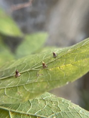 Celticecis aciculata