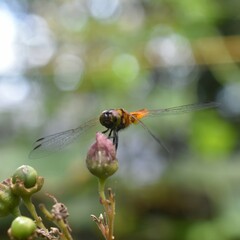 Aethriamanta brevipennis