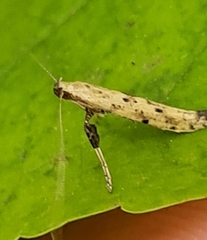 Caloptilia populetorum