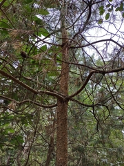 Pinus