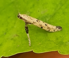 Caloptilia populetorum