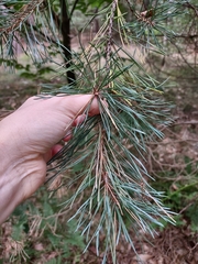 Pinus