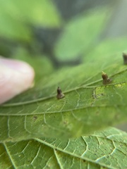 Celticecis aciculata