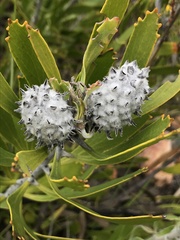 Leucospermum cuneiforme