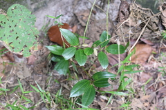 Cinnamomum