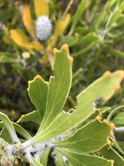 Leucospermum cuneiforme