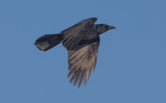Corvus corone orientalis