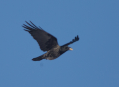 Corvus cornix × corone