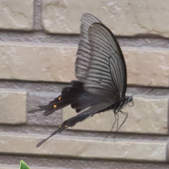 Papilio demetrius