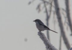 Lanius borealis