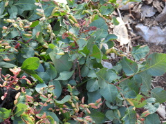 Pistacia terebinthus palaestina