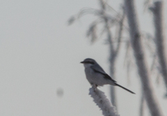 Lanius borealis