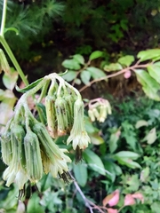 Nabalus serpentarius