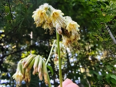 Nabalus serpentarius