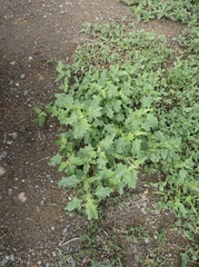 Chenopodiastrum murale