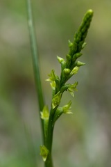 Prasophyllum