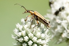 Chauliognathus marginatus