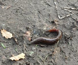 European Weatherfish