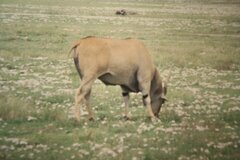 Tragelaphus oryx pattersonianus