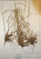Carex echinata echinata