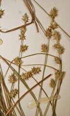 Carex echinata echinata