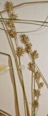 Carex echinata echinata