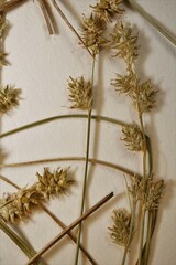 Carex echinata echinata