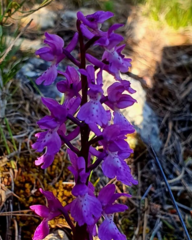 Orchis olbiensis
