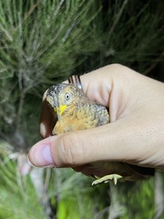 Turnix maculosus