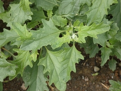 Chenopodiastrum murale