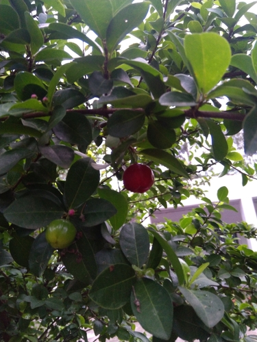 Acerola