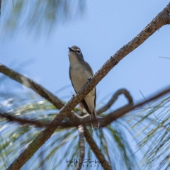 Vireo plumbeus