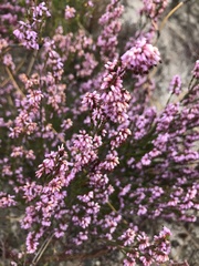 Erica rosacea