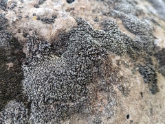 Lichinaceae