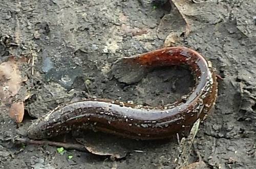 European Weatherfish