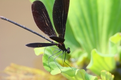 Atrocalopteryx atrata