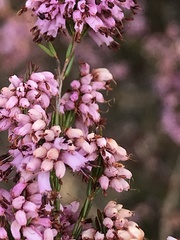 Erica rosacea