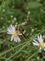 Spilomyia sayi