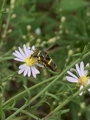 Spilomyia sayi