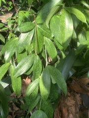 Dracaena surculosa
