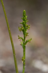 Prasophyllum